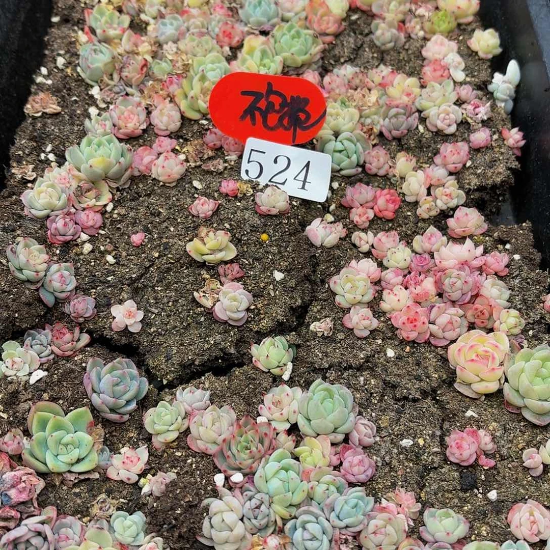 多肉植物多肉植物524