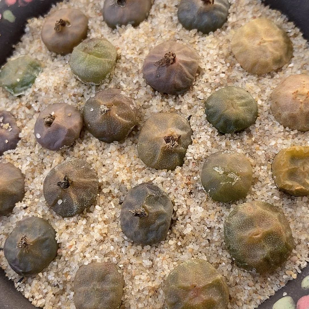 2458大方烧一组。