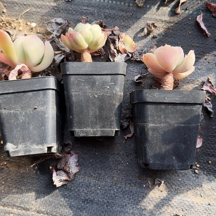 乔*多肉植物一物一拍