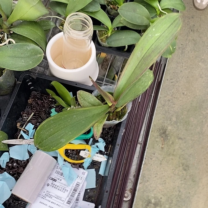 当前无花栽培后可以开花变异婚纱