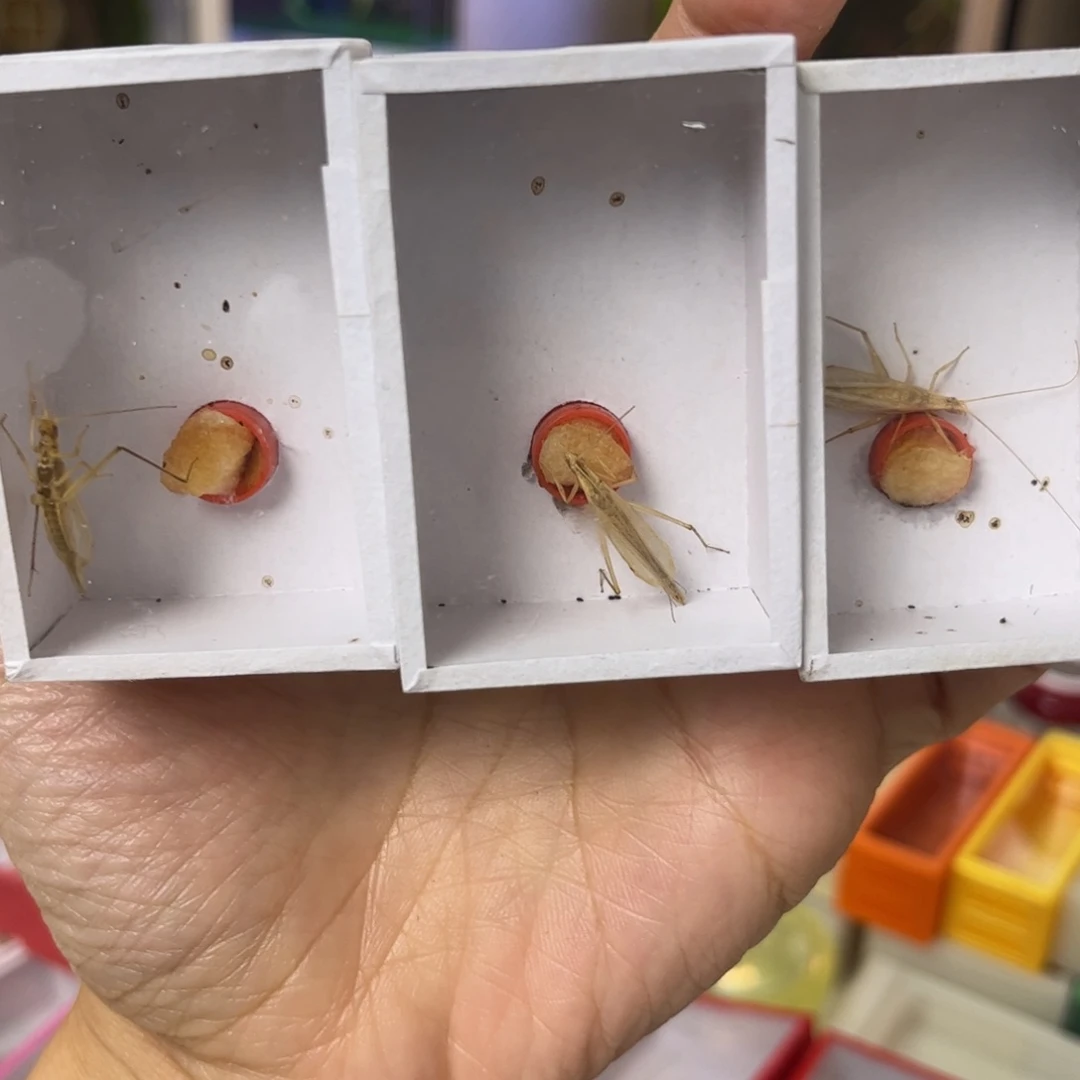 柬埔寨竹蛉2只短须