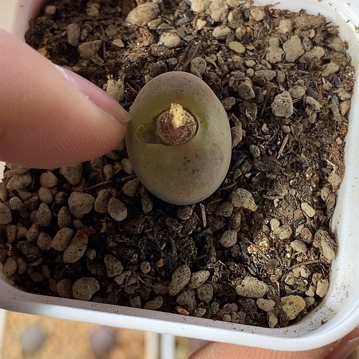 123-124-半价杂交。