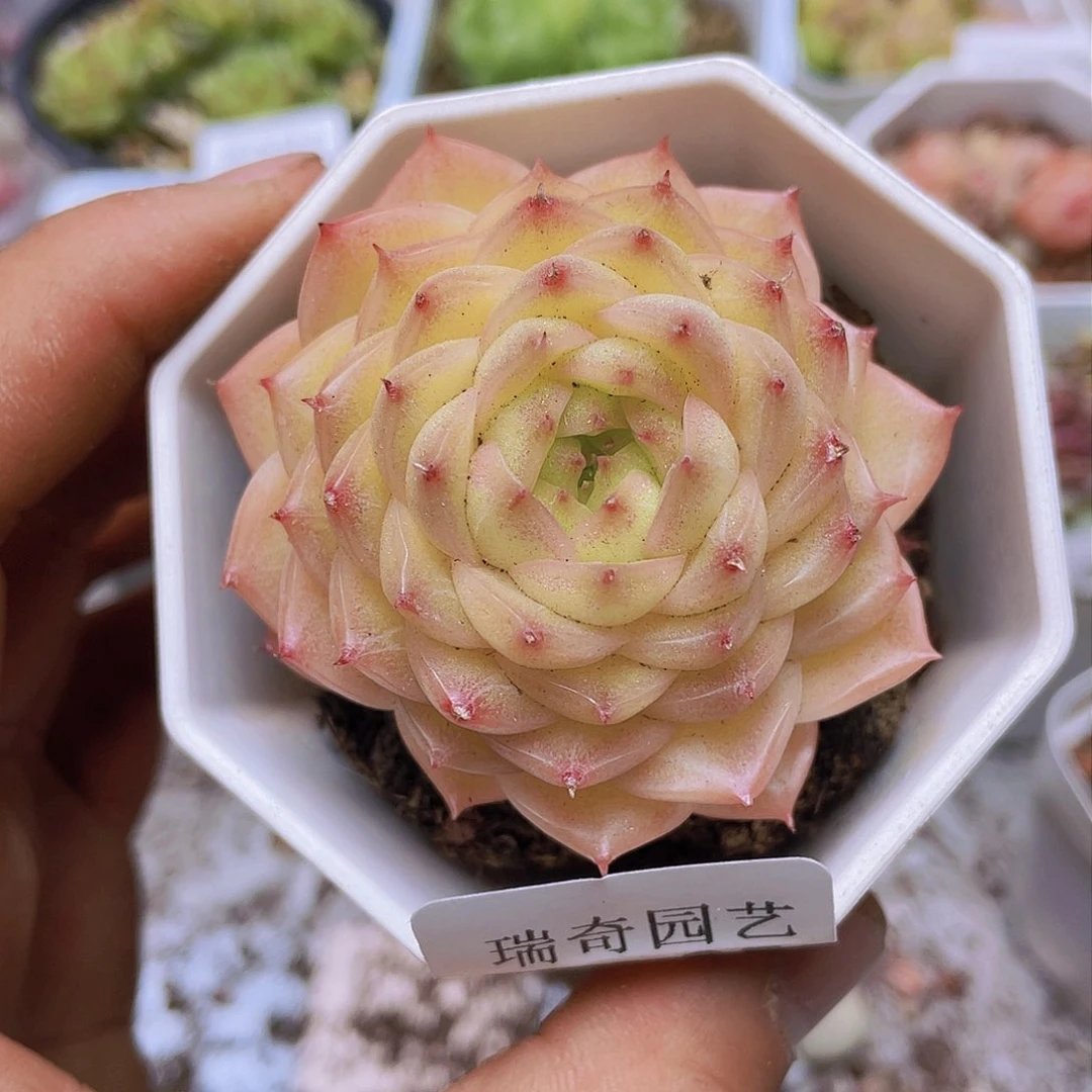 00000000000025量拍