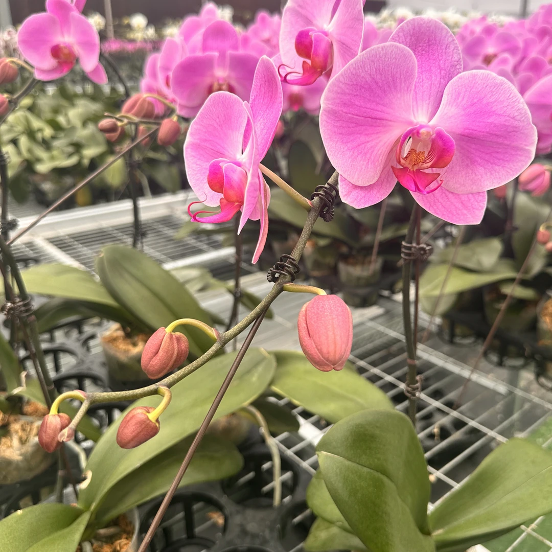 粉冠军盆栽蝴蝶兰 （花苞少介意勿拍）