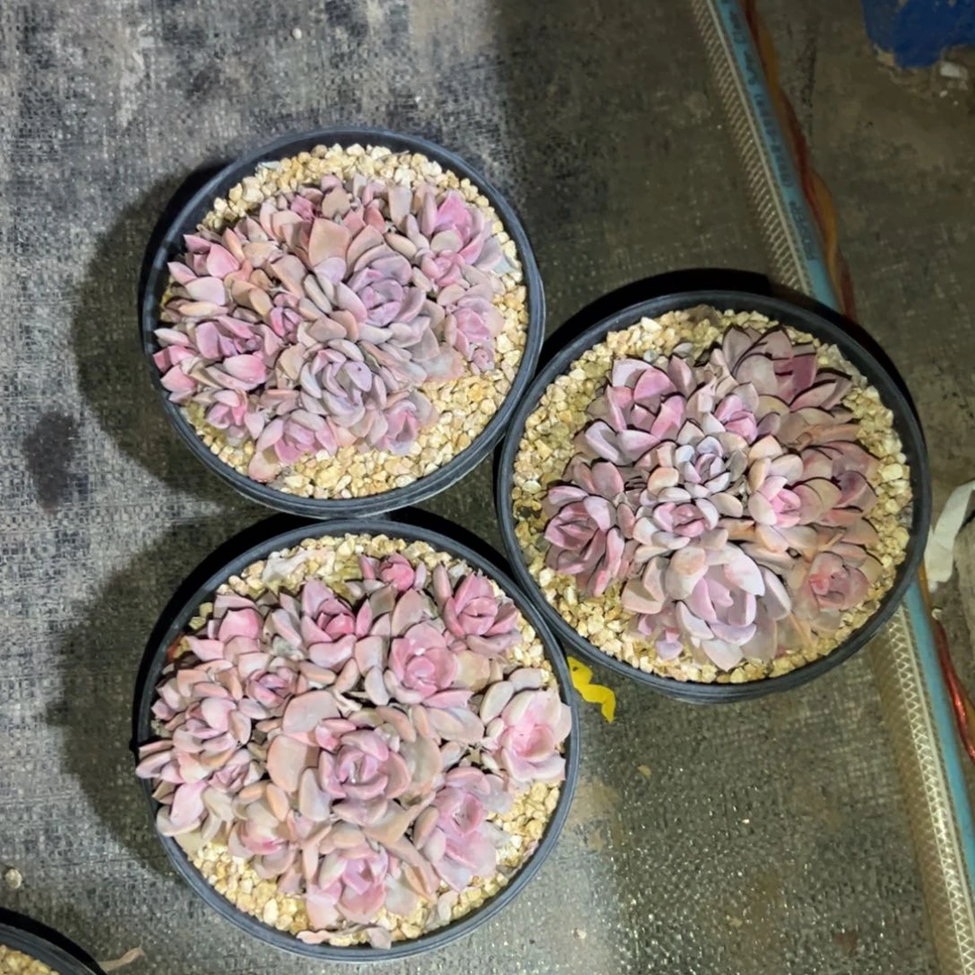 佐*梨三颗黛比50 零零多肉植物