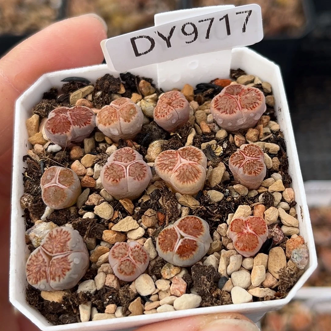 一物一拍红窗菊奔驰9717