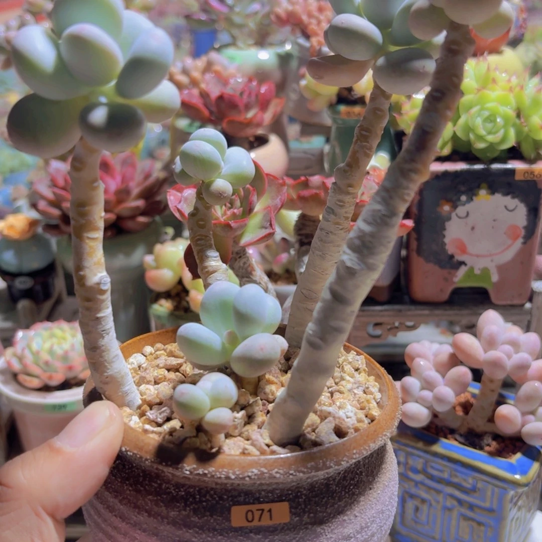 一物一拍编号071