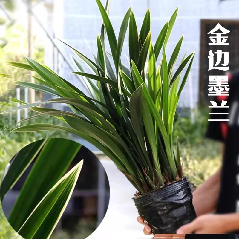 墨兰金边兰花黑带花浓香型室内易养绿植花卉