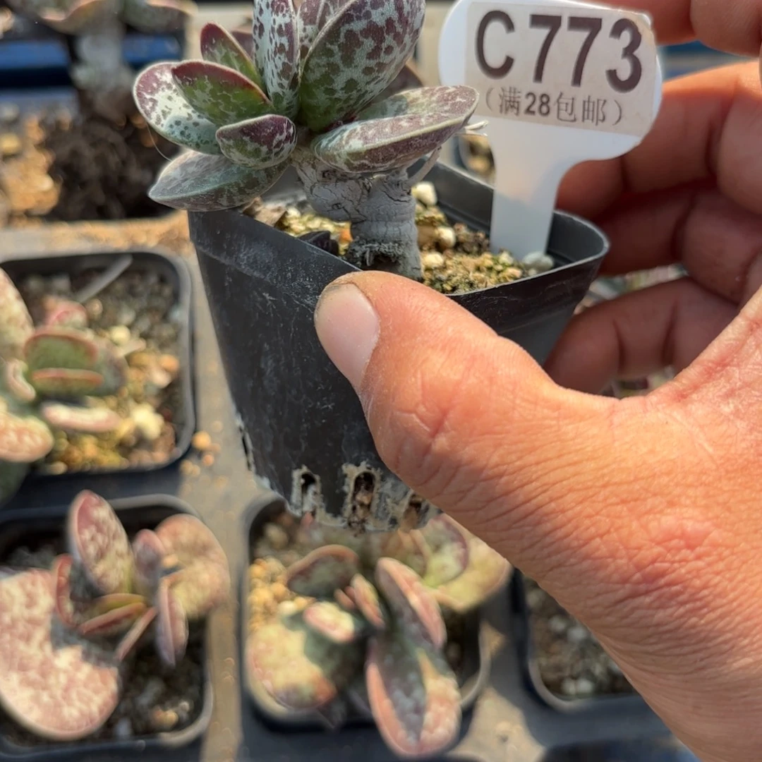 C773蝴蝶一物一拍