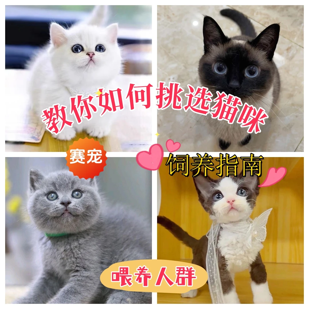 【一对一】终身宠物猫饲养指导课程