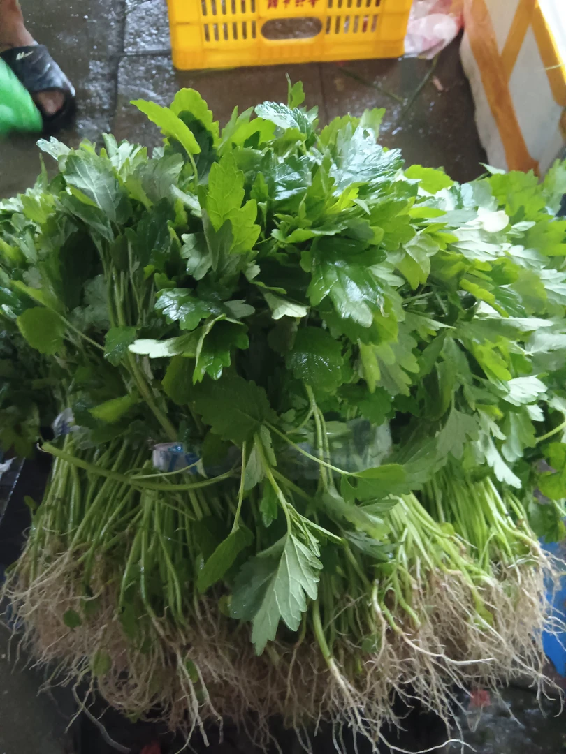 潮汕新鲜现摘益母菜嫩头苗催姨妈月经调理坐月子本地菜