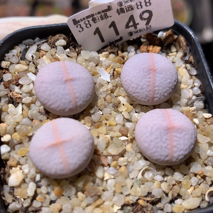 ZzzzzZz好可爱啊1149