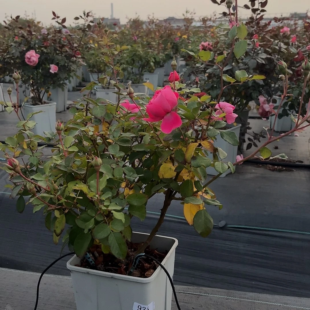 浮****当前无花朵，栽培后可花朵935