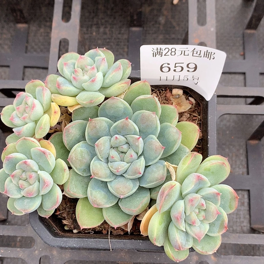 【闪购商品】云659号兔兔力10公分