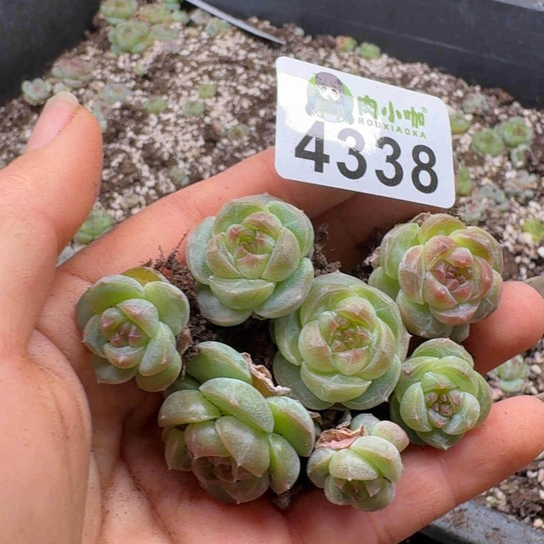多肉植物多肉植物