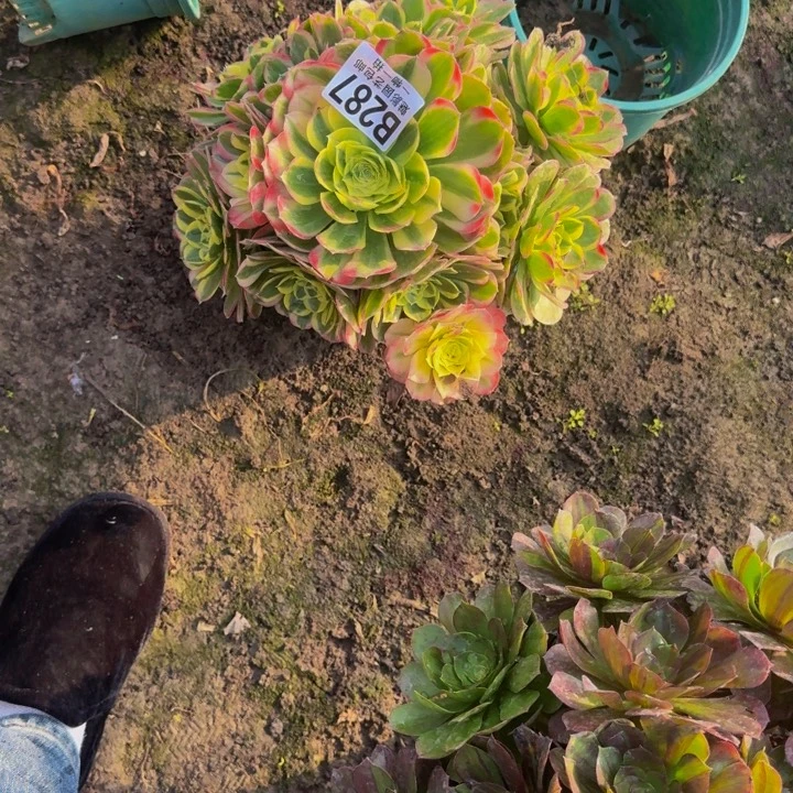 水中月花25-14包邮花花