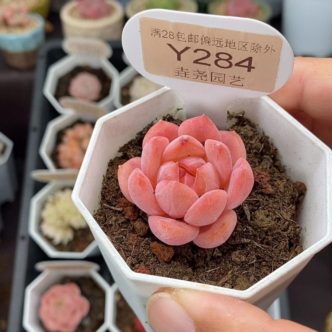 0284 3.5cm 草莓果酱