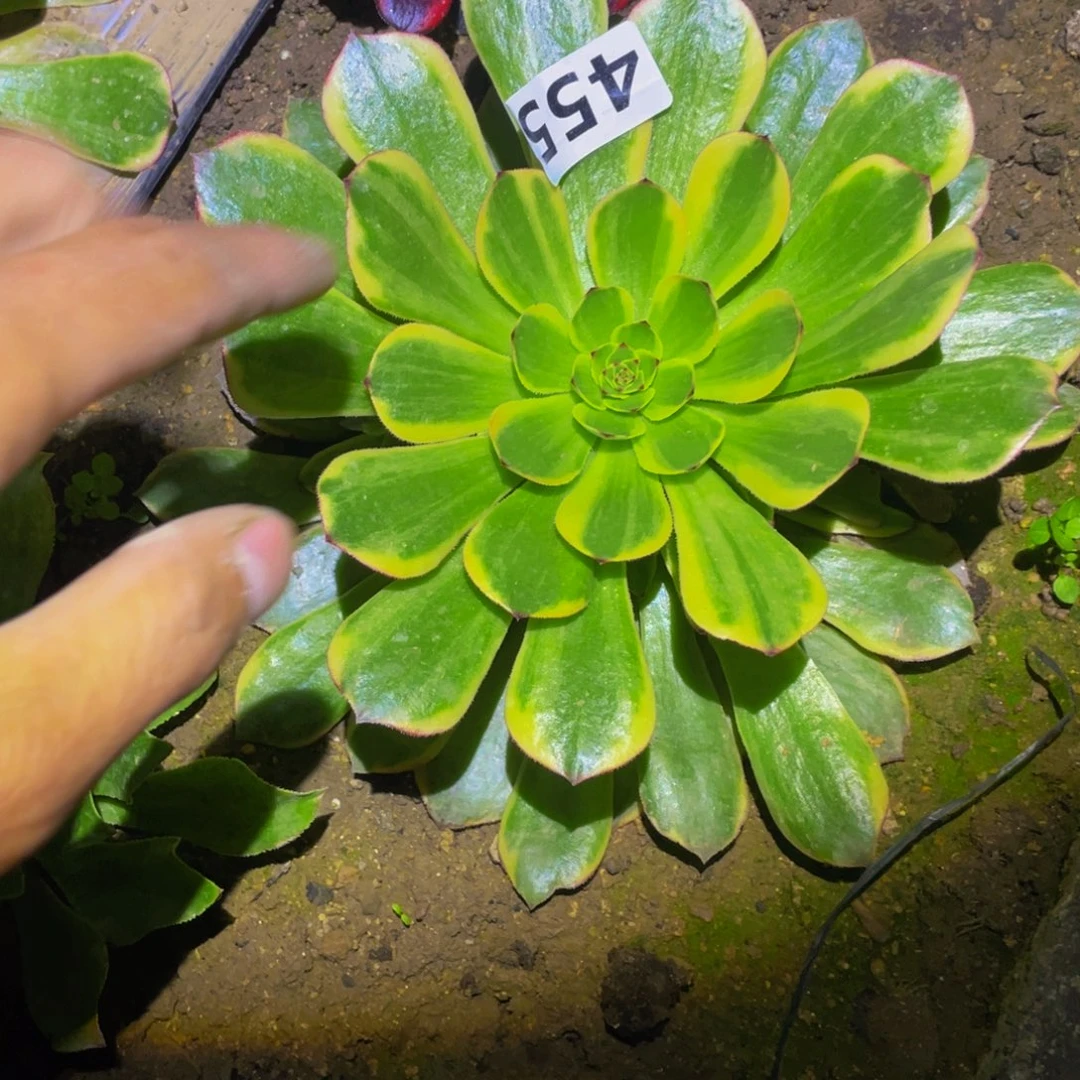 半夏多肉植物多肉455