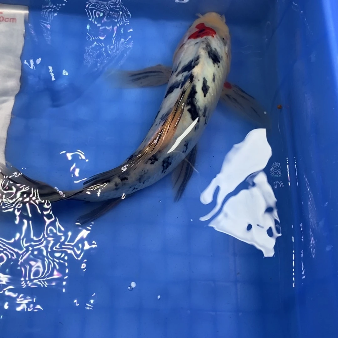 锦鲤冷水锦鲤包邮