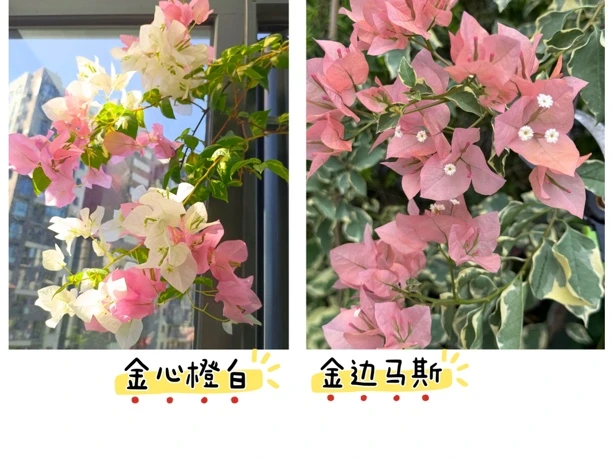 （金心橙白+金边马斯）到手2棵三角梅四季开花可爬藤带土带根带枝叶