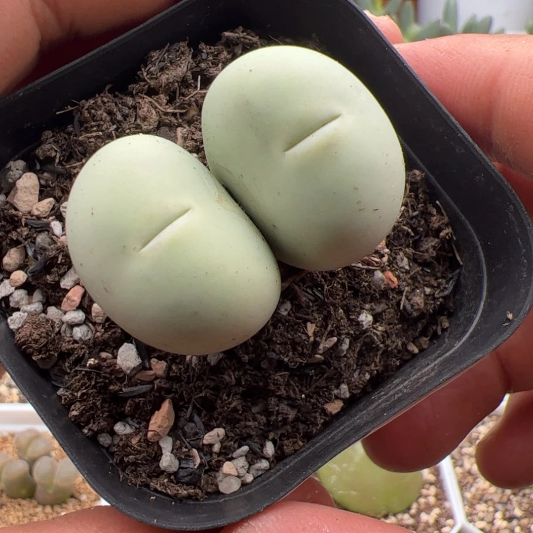 9.23大鸽子蛋多肉植物182