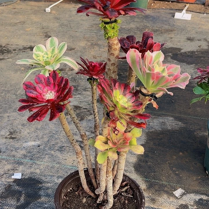 嫁接法师一物一图8