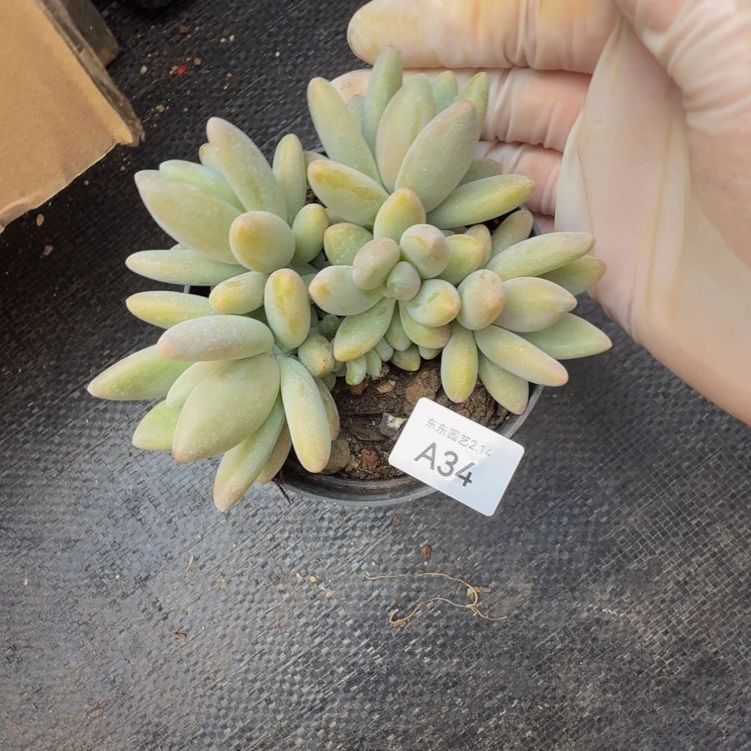 a a a a a a a a a a 34