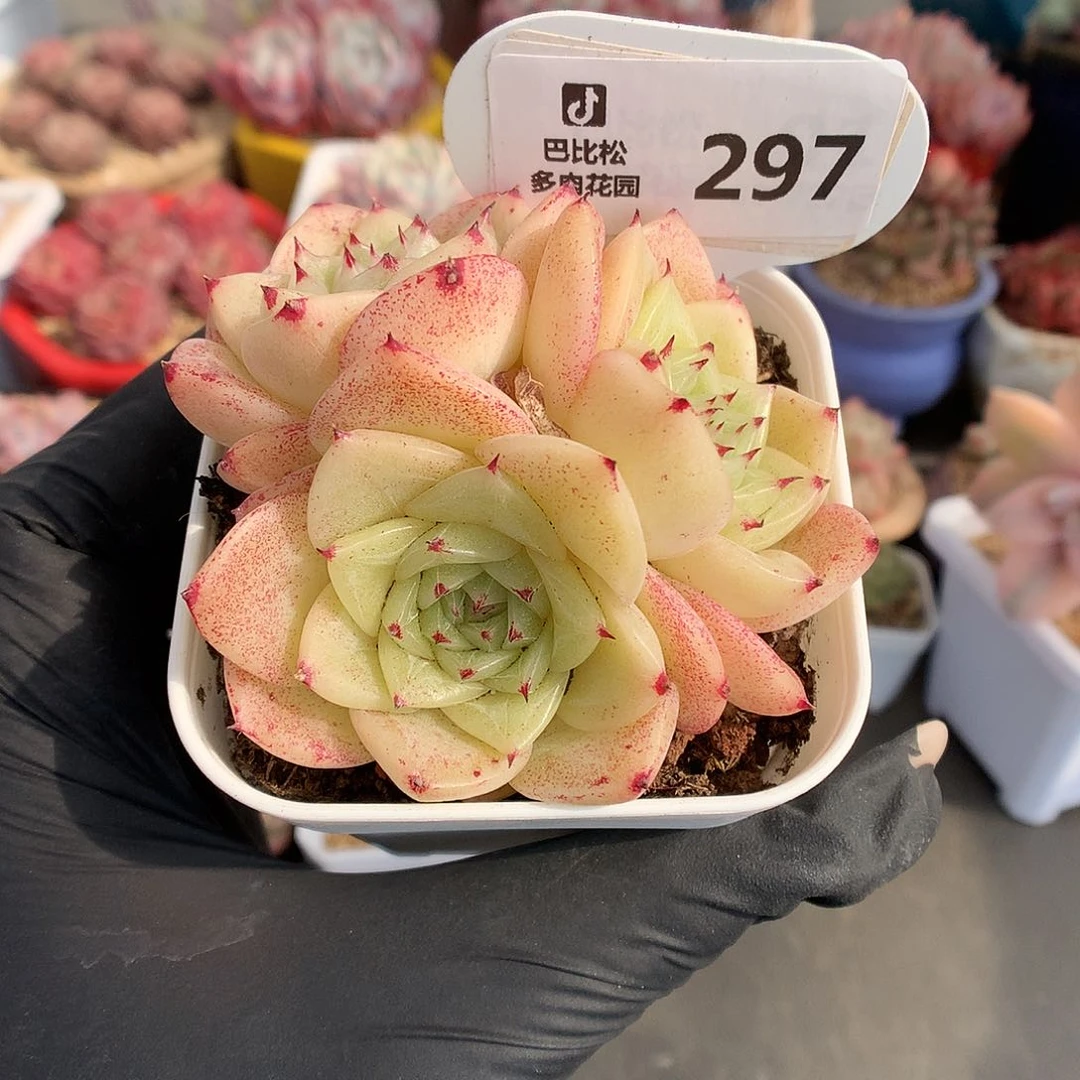 297 珍妮心麦杆多肉