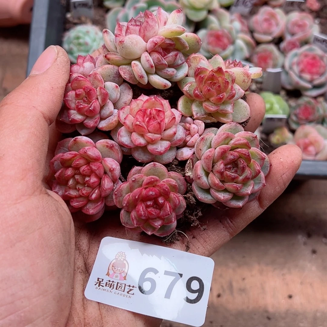 多肉植物多肉植物