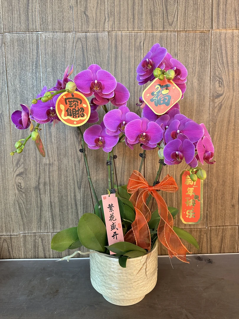 花无缺 恭喜发财 精品蝴蝶兰 红色花型 室内精品观赏 真花