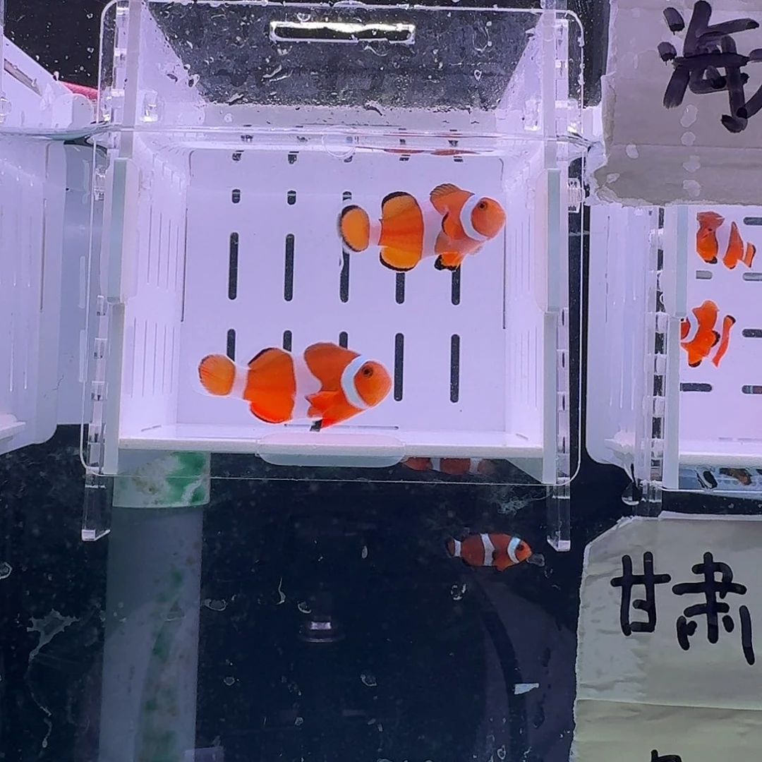 海水鱼4.5+配4.5精品黑边公子一对