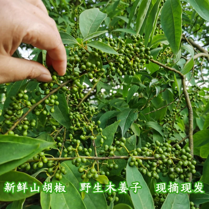 新鲜山胡椒野生木姜子山苍子辣椒酱去腥提香下饭菜原料木浆子现摘
