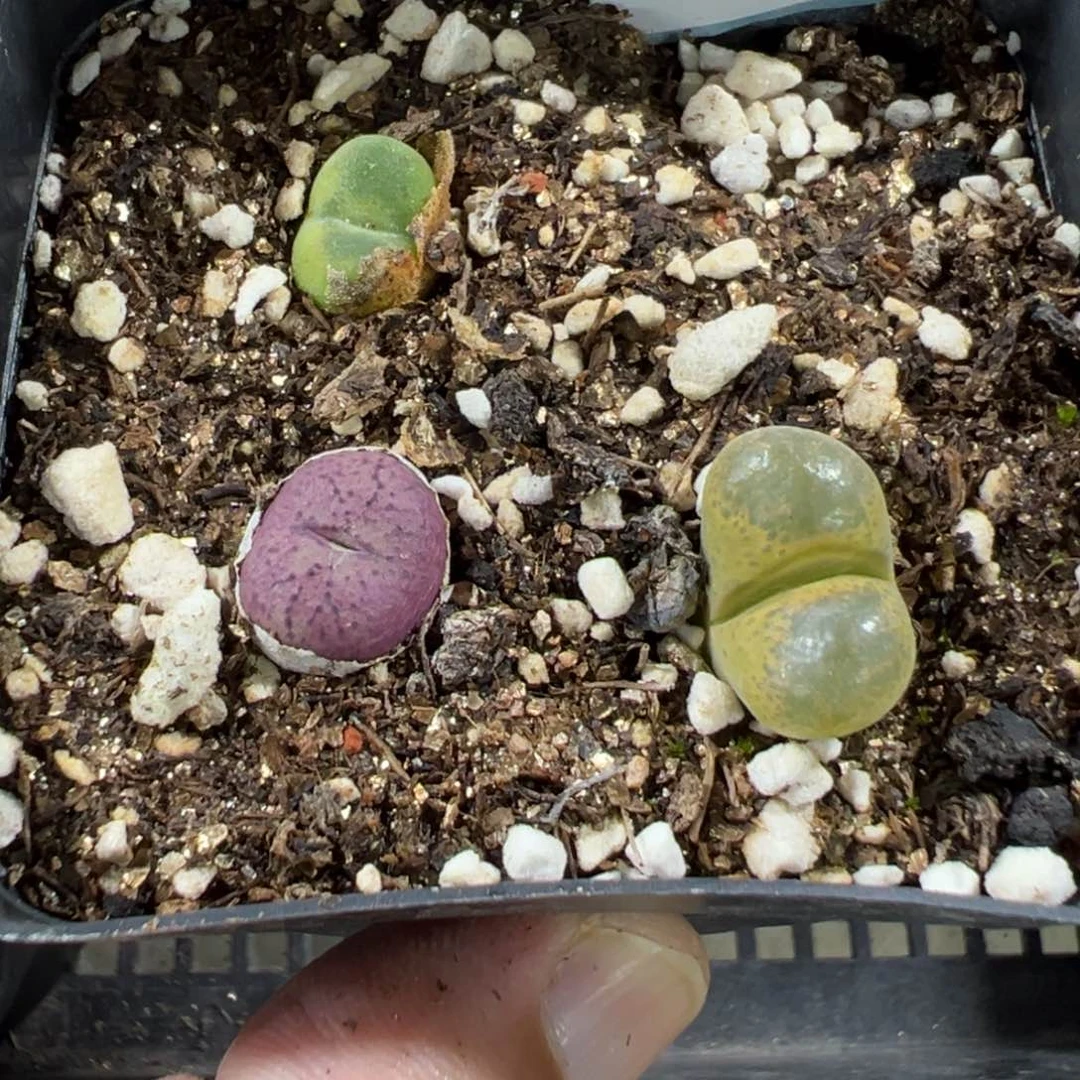 1-92肉锥多肉植物，