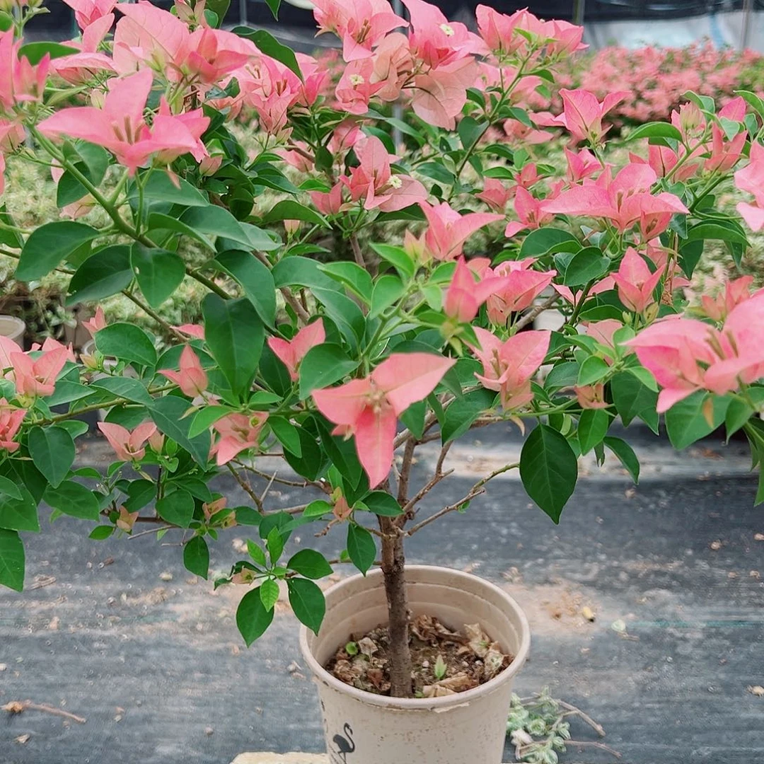 完全开放1111111111