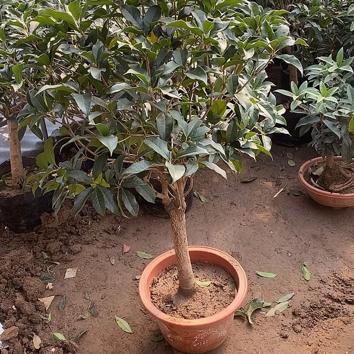 完全开放老金桂花