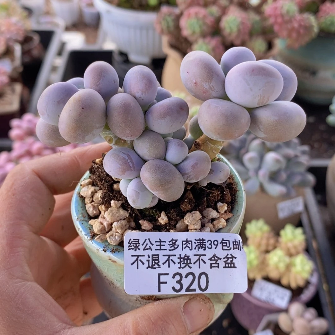 芭比奶洛7cm320多肉植物