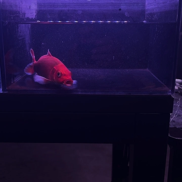 咤***爷蝴蝶鲤3号蝴蝶鲤。小缸