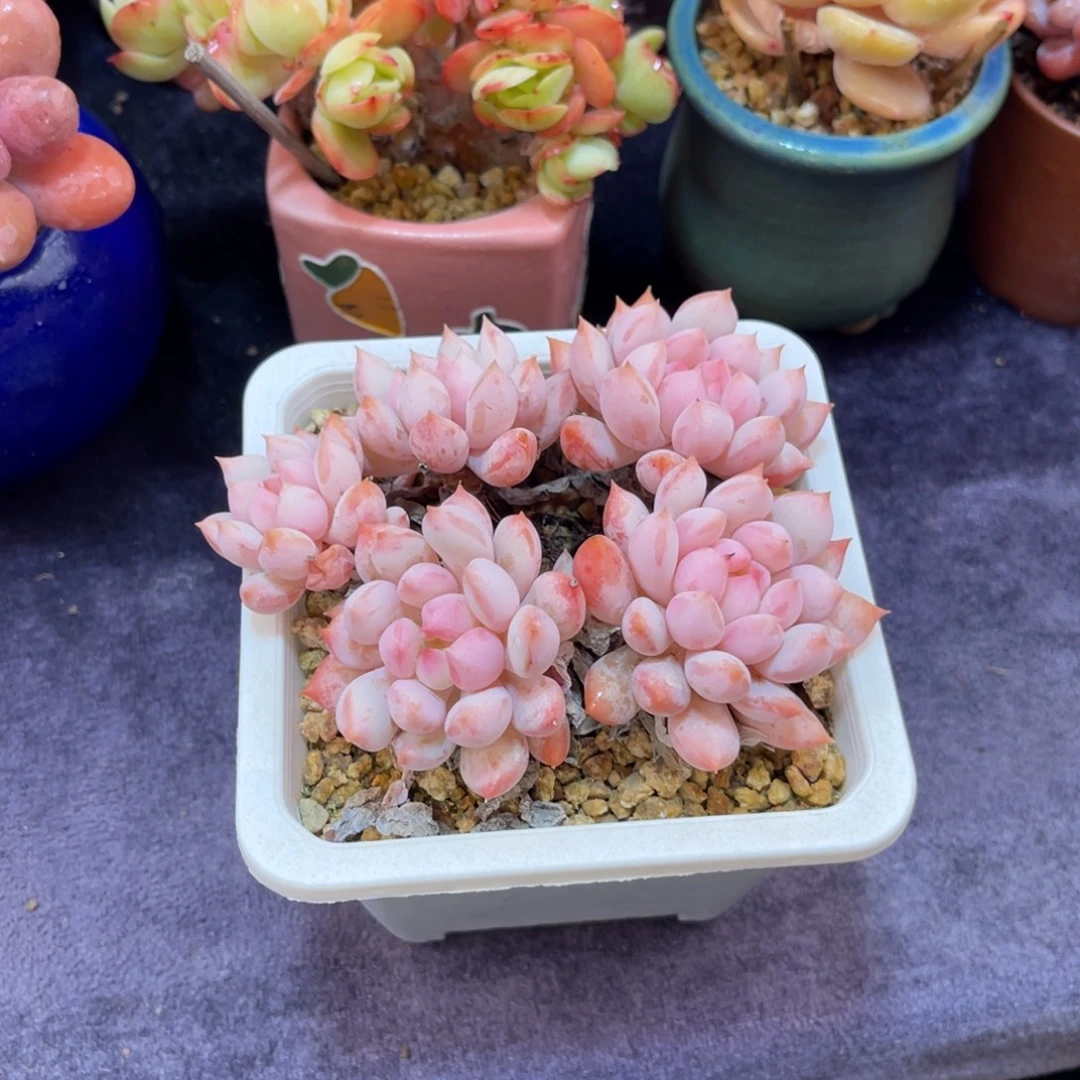 明珠 十公分 带土