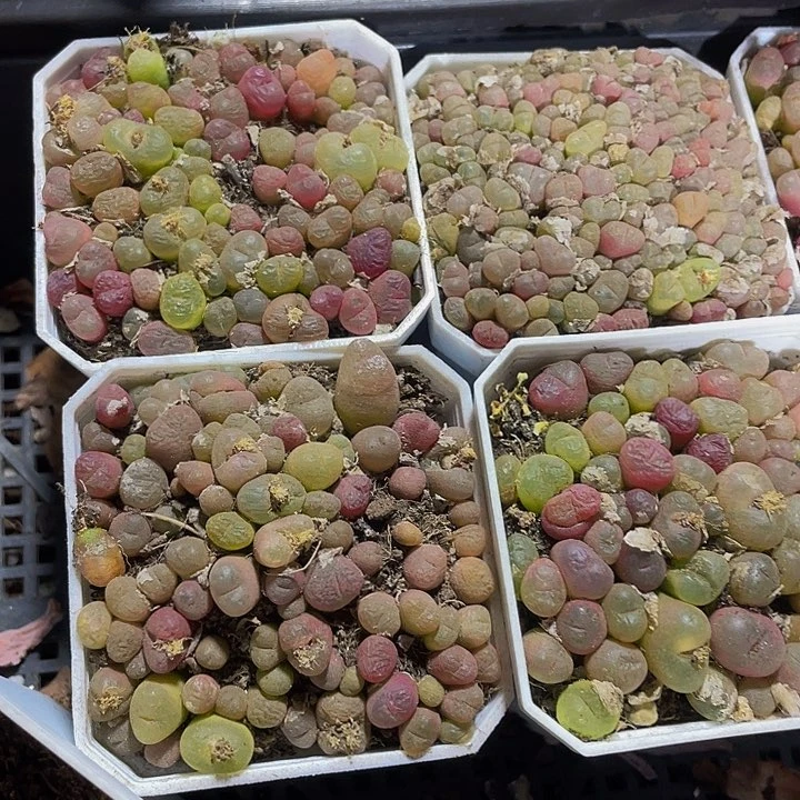 毛汗泥9.9带盆土发