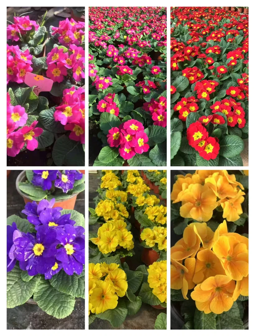 报春花110盆带花苞多年生四季花开花卉盆栽耐寒阳台庭院好养