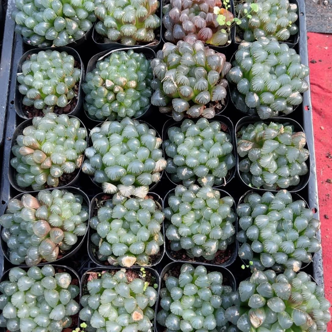 瑕疵冰灯多肉植物一颗