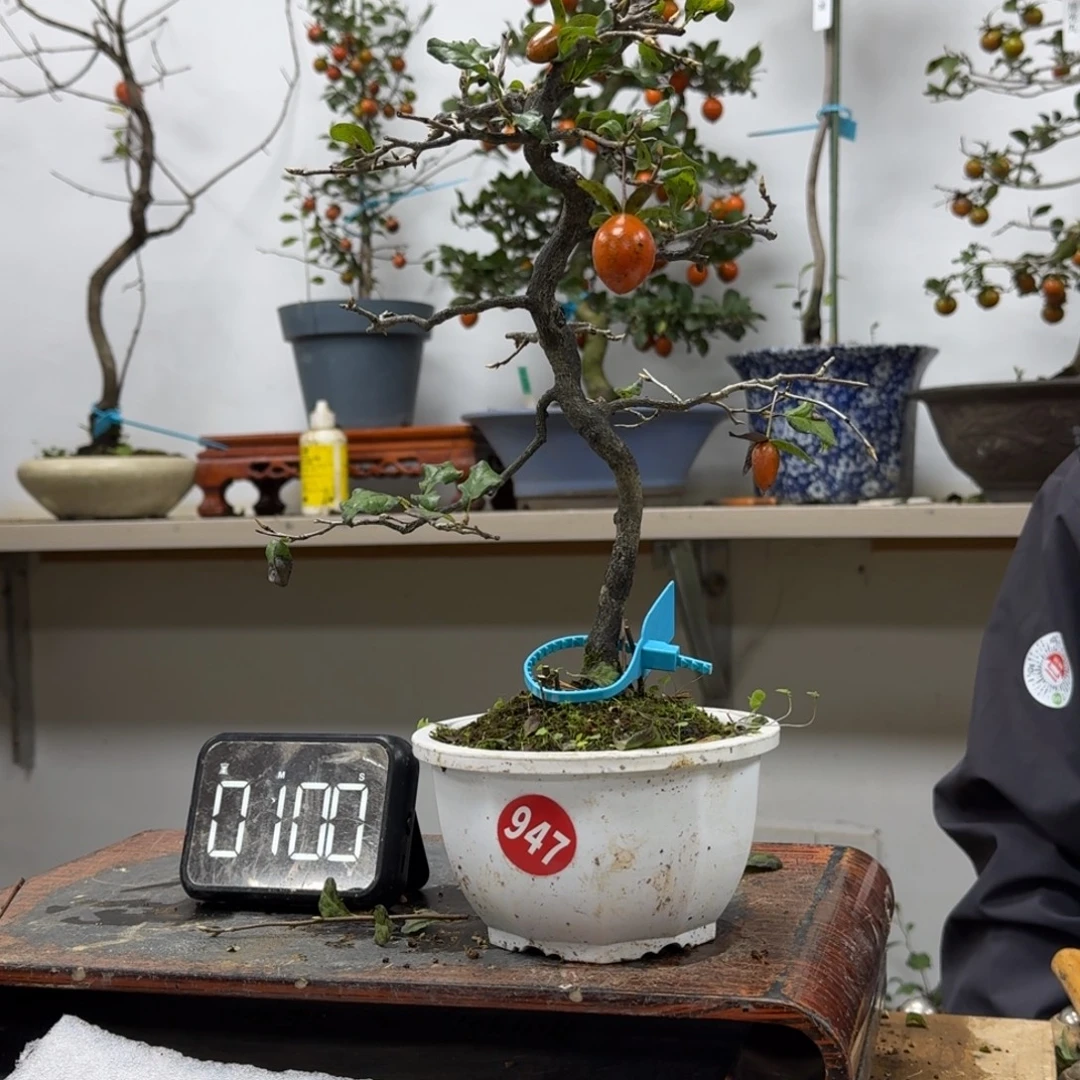 时***流无花朵947顺丰到付不包邮