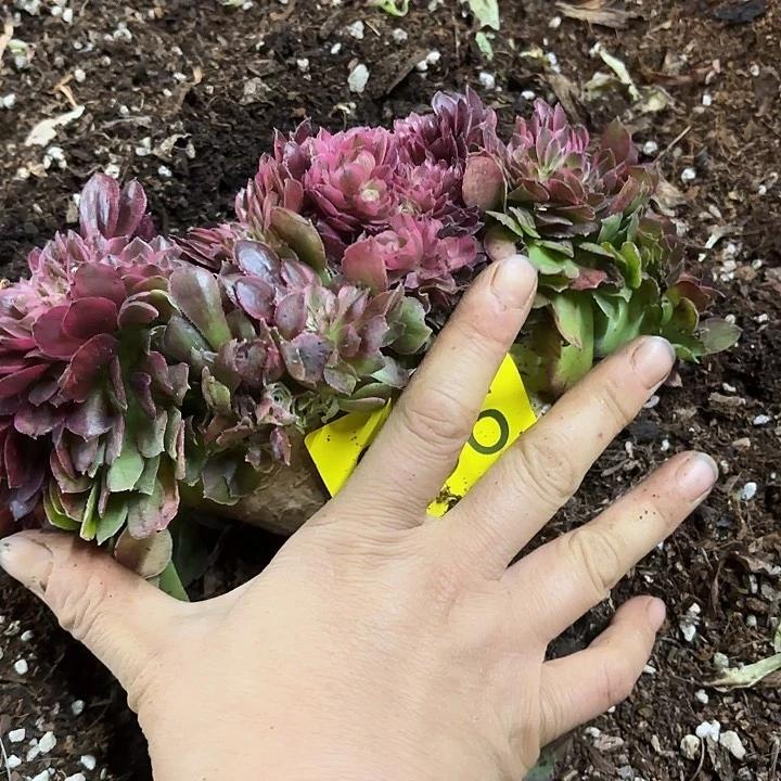 多肉植物荔枝056