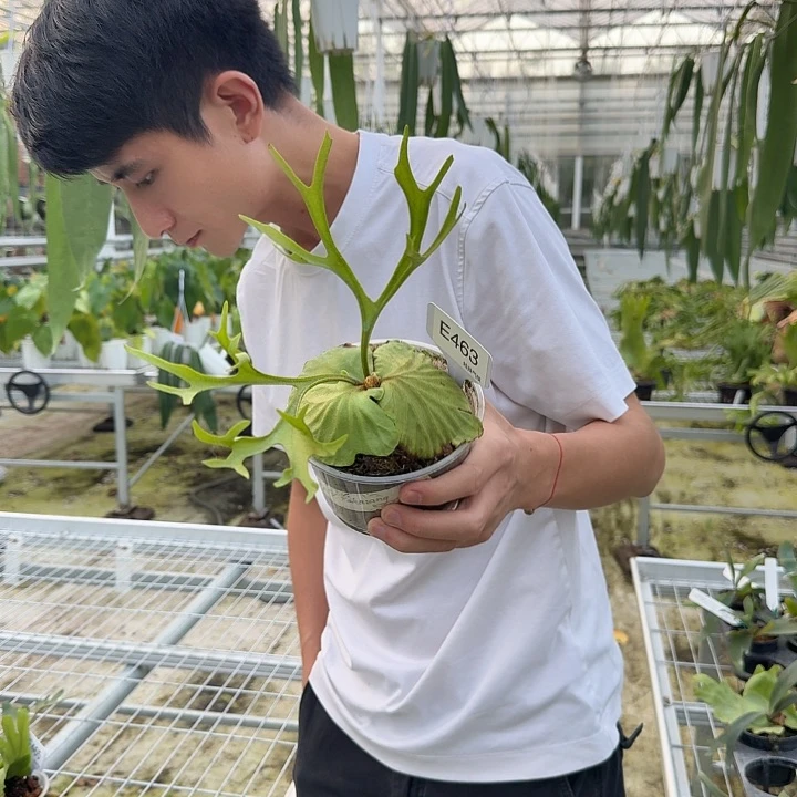 无花朵e463-珊瑚亚猴 微瑕