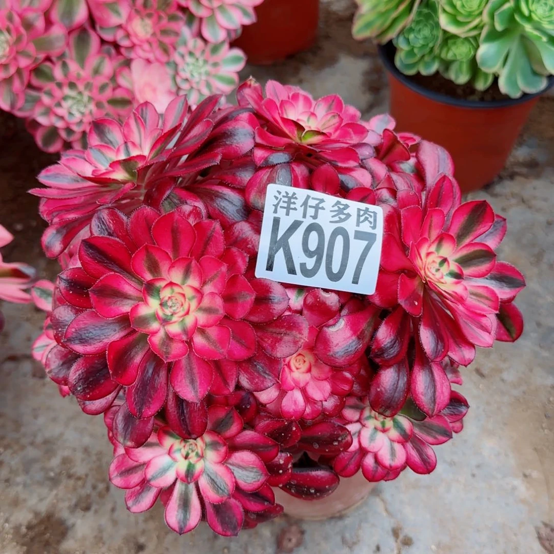 907香法师园艺官服20左右2号