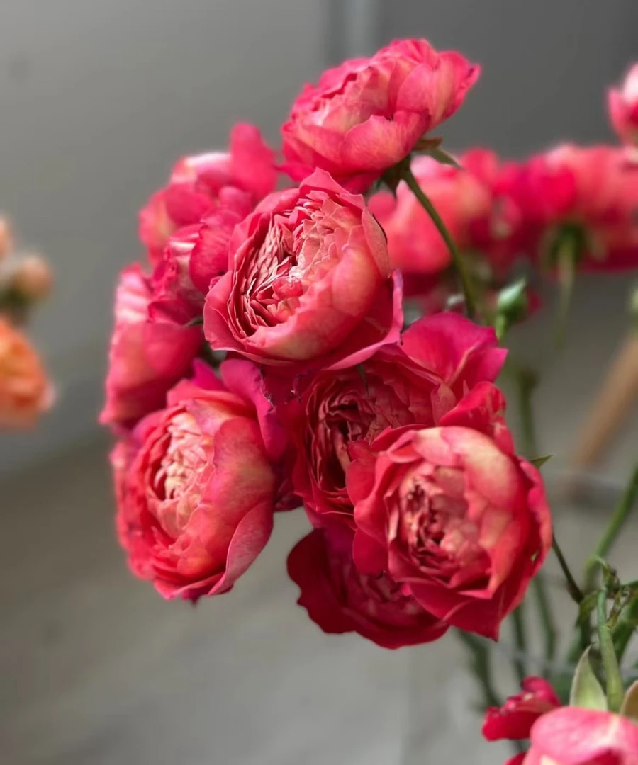 亿朵花舍（果汁美人月季）深玫红色   抗高温 花大 直立型强