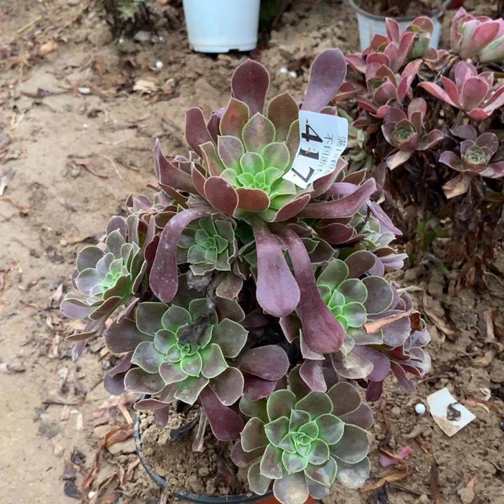 417花纳阴阳手捧2