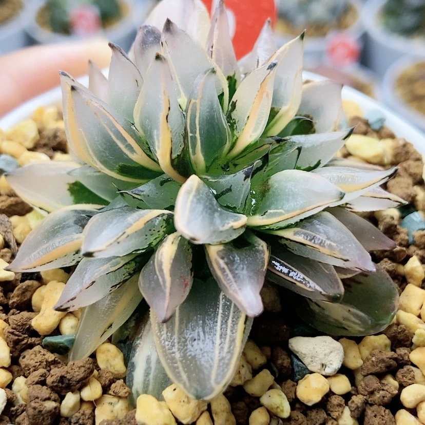 【闪购商品】西****天火焰山锦5