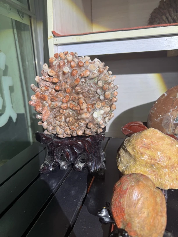 川北珊瑚玉化石摆件.直播间一物一拍创意家用新房客厅装饰品