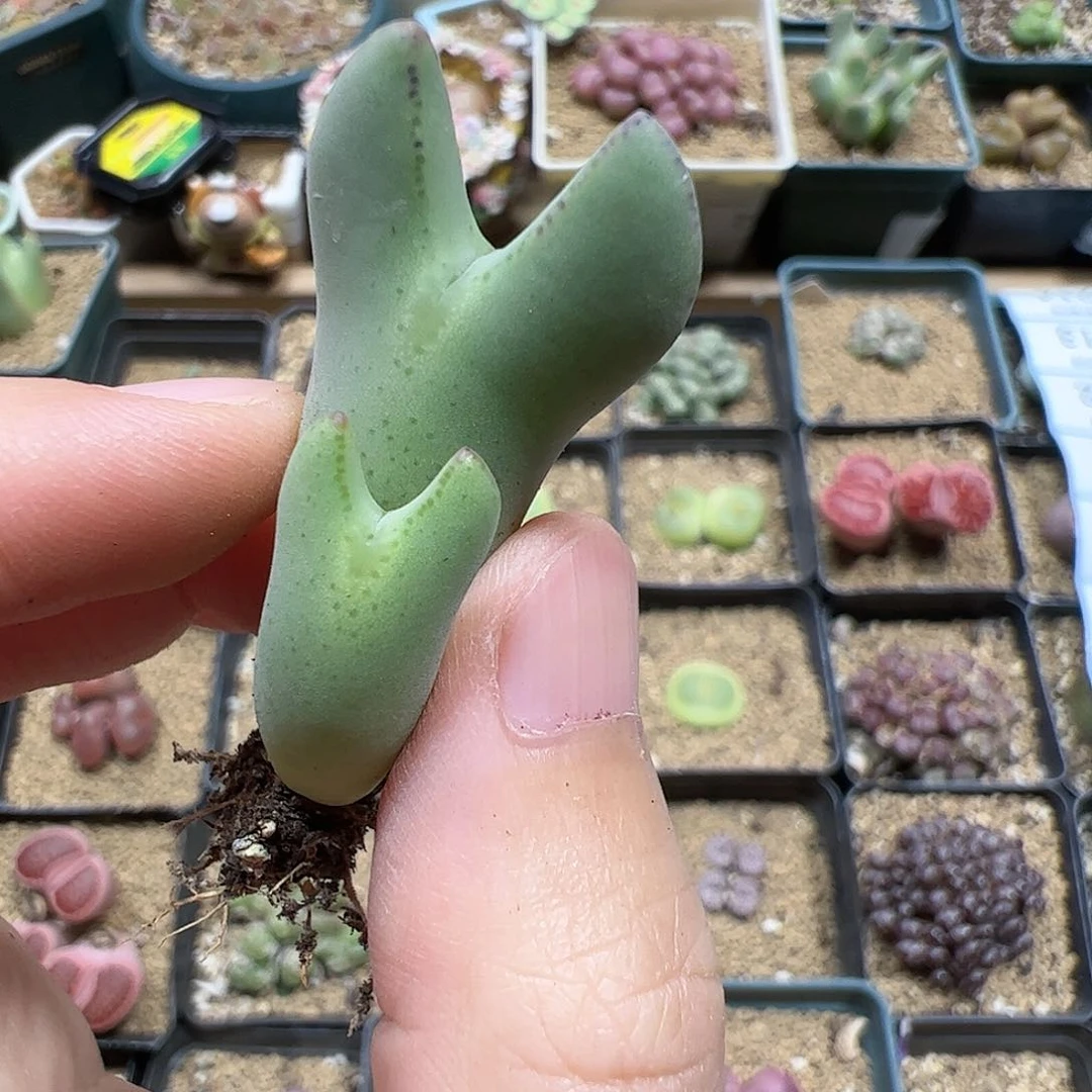 【闪购商品】205 皮卡丘
